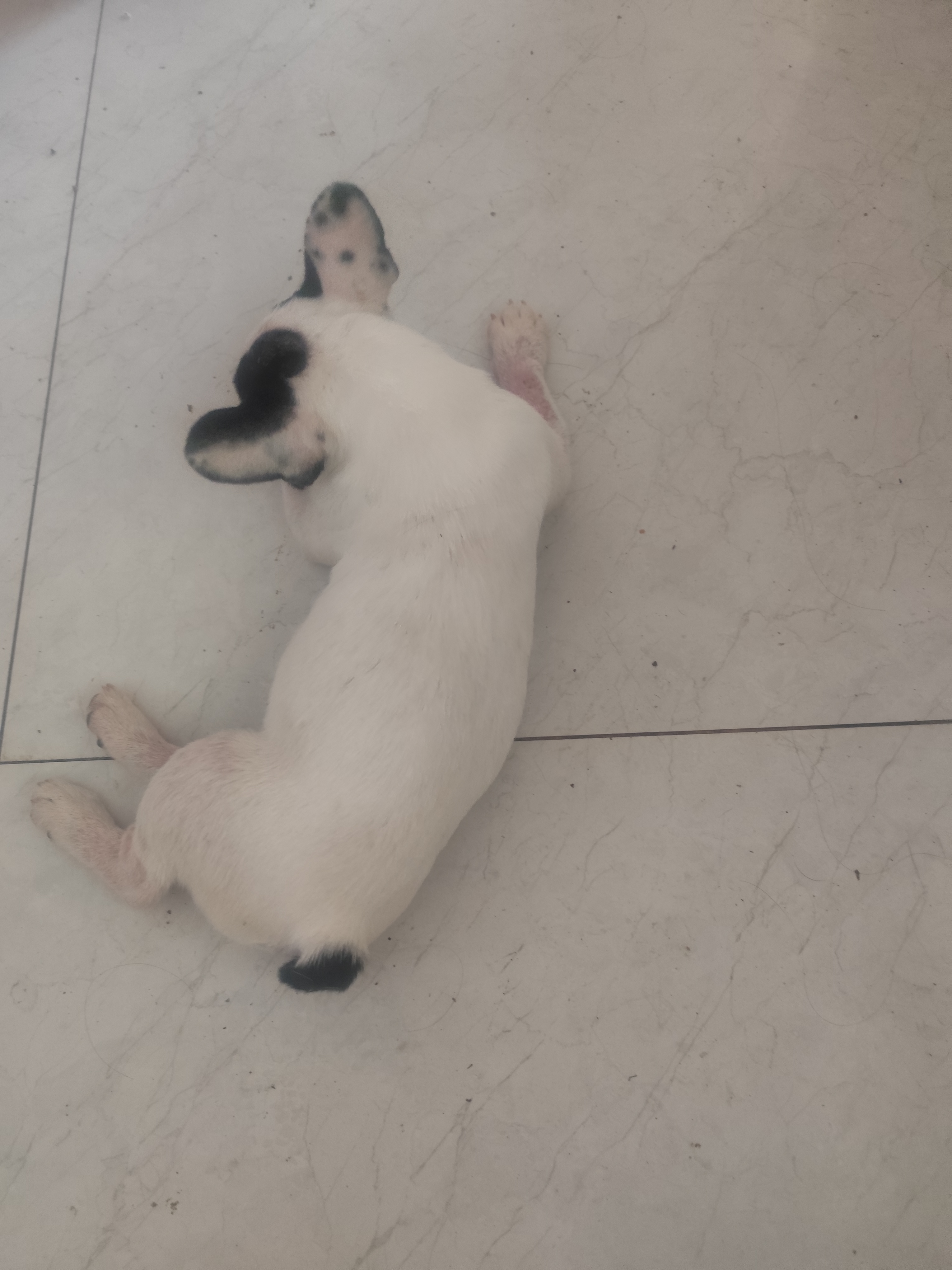 法国斗牛犬